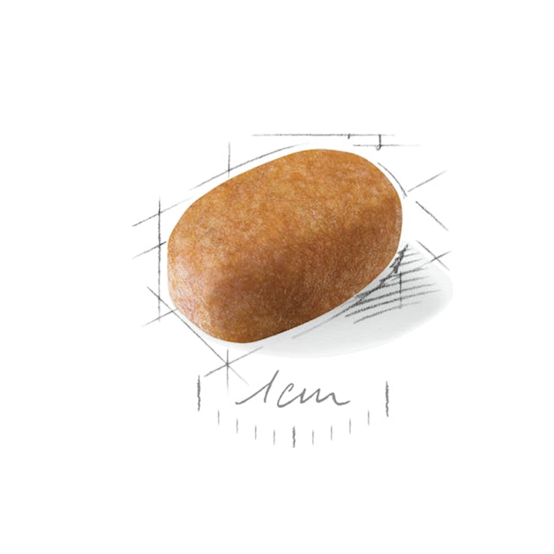 Royal Canin Crocchette per Cane Adult Maltese - immagine 3