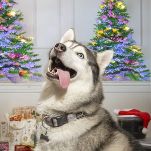 Box di Natale – Pesce