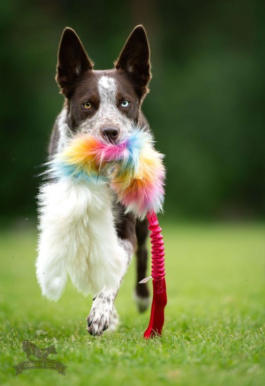 Bungee Octopus in Pelo di Pecora e Sintetico - immagine 5