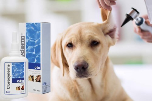 Clorexyderm Oto - immagine 2
