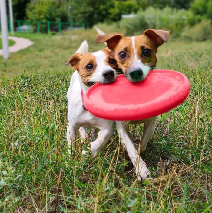 Frisbee Galleggiante - immagine 8