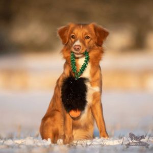 Tug Pocket Bungee in Pelo di Pecora e Pallina Chuckit