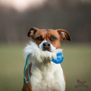 Tug Pocket in Pelo di Pecora e Pallina Kong Squeek