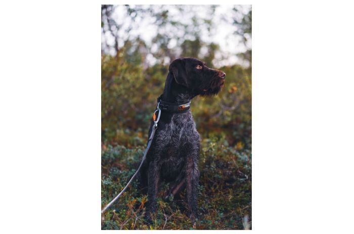 Rock Adjustable Collar - immagine 6