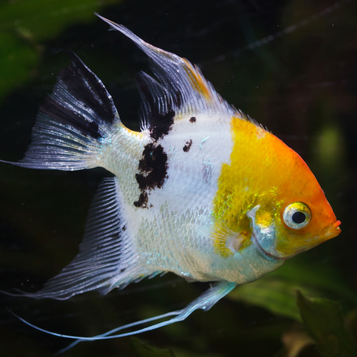 Pterophyllum Scalare Koi - immagine 2