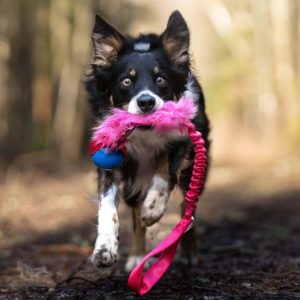 Tug Bungee in Pelo e Pallina Chuckit