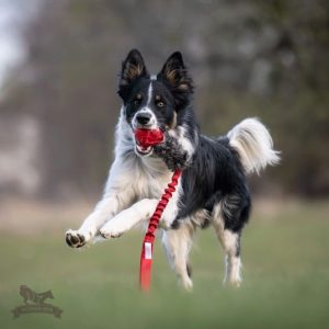 Tug Bungee in Pelo di Coniglio con Pallina Kong Squeek