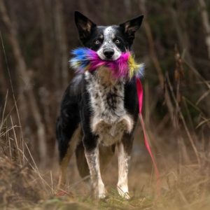 Tug Lungo Maniglia Bungee in Pelo Sintetico