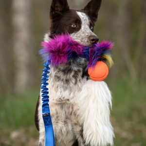 Tug Bungee in Pelo di Pecora, Pallina Chuckit e Pelo Sintetico