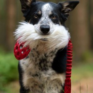 Tug Bungee Pelo di Pecora con Pallina Retata