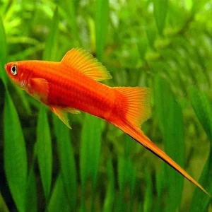 Xiphophorus Hellerii Portaspada